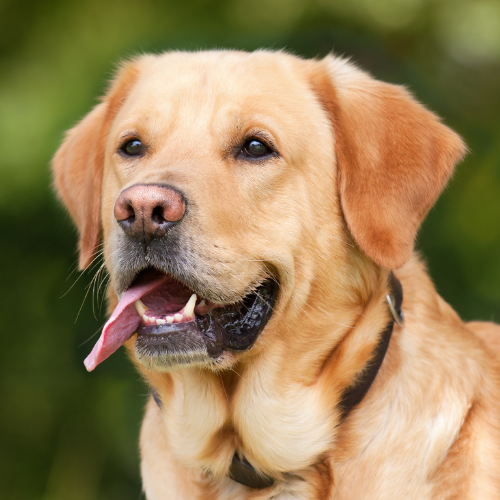 Koeldeken voor honden