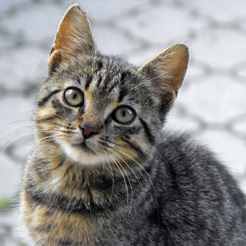 koelmat kat