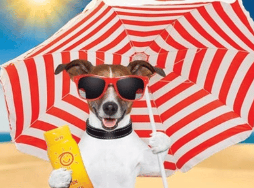 Zonnebrand hond