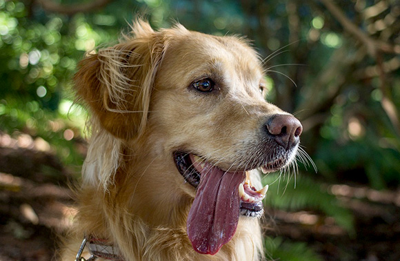 Zonnen met je hond