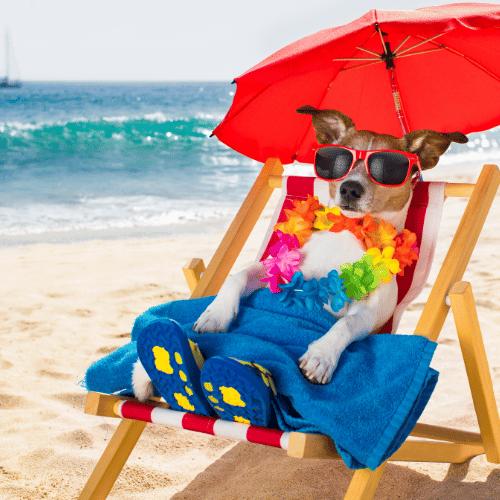 honden insmeren met zonnebrand