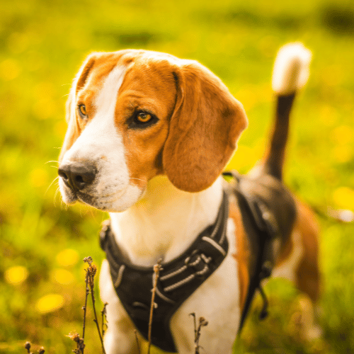 zonnebrand voor honden