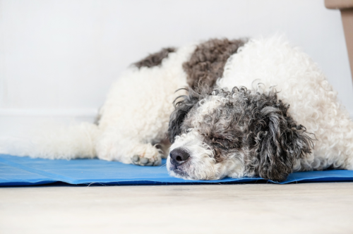 koelmatjes voor honden