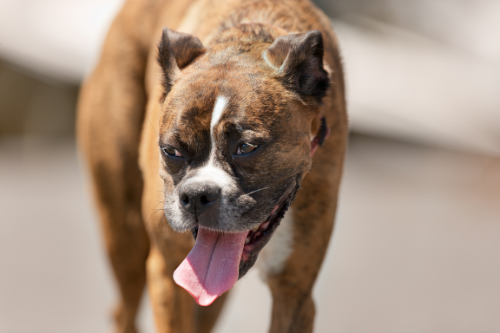 hond koel houden