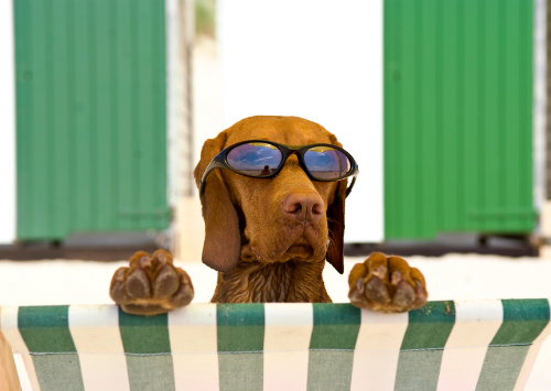 zonnebrand hond