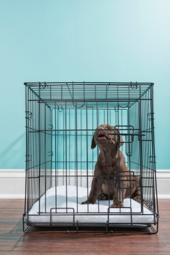 temperatuur hond