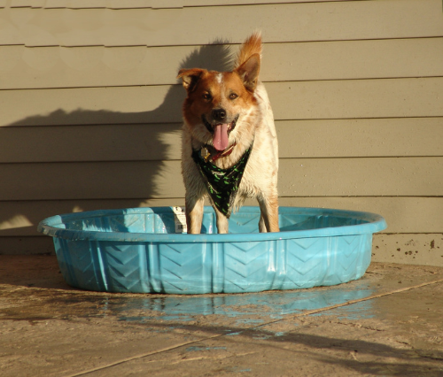 hond verkoeling geven