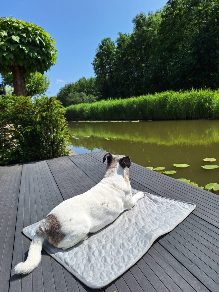 hitteplan hond