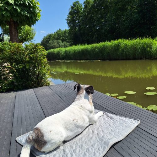 beste koelmat hond